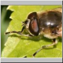 Eristalis tenax - Scheinbienen-Keilfleckschwebfliege m02.jpg